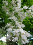 Cladrastis_kentukea__vwA3A9aw75DG (1)